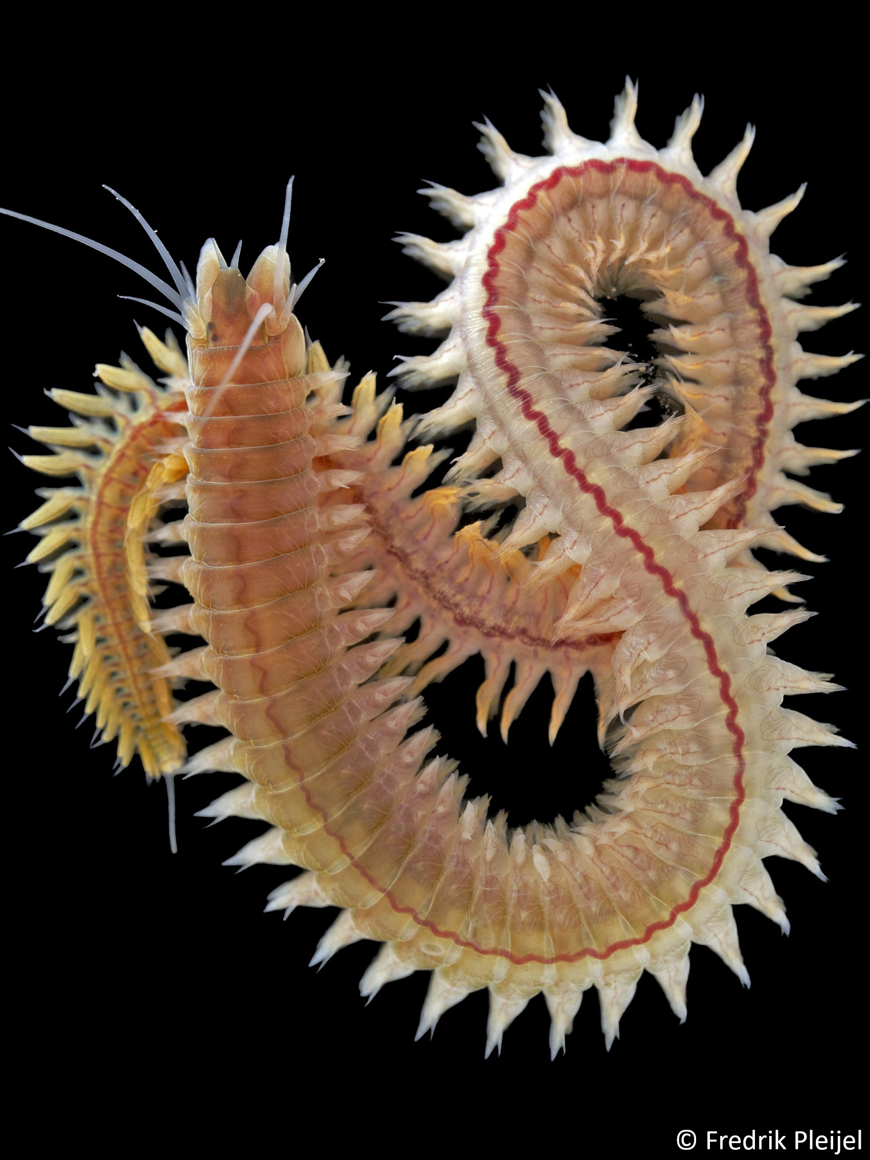 Alitta succinea 3