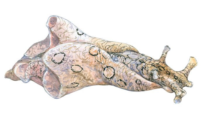 Aplysia dactylomela