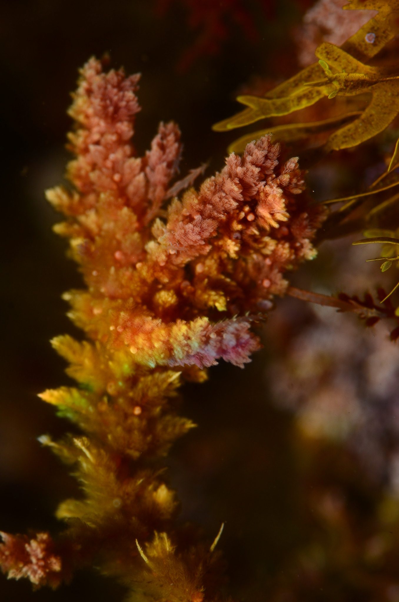 Asparagopsis armata_jastals Asparagopsis armata_jastals