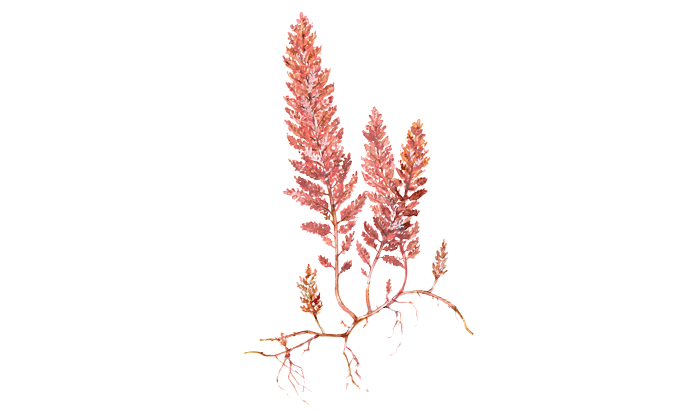 Asparagopsis sp