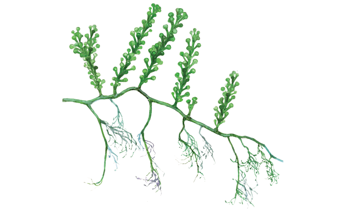 Caulerpa cylindracea