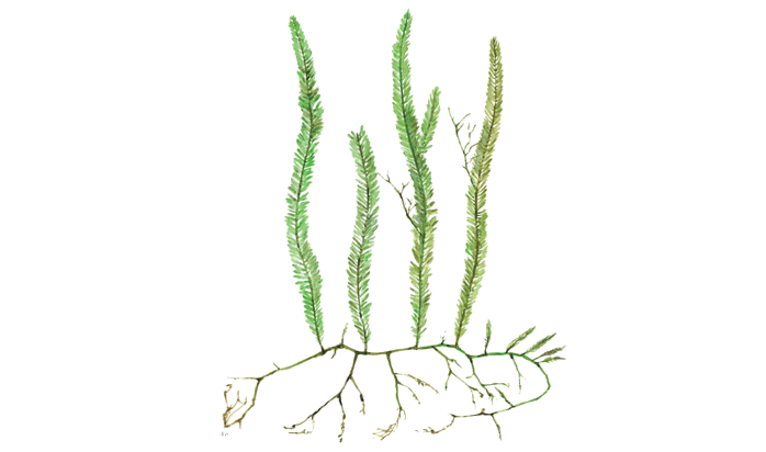 Caulerpa taxifolia