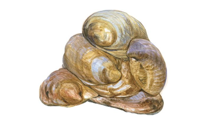 Crepidula fornicata