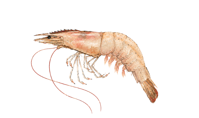 Farfantepenaeus aztecus