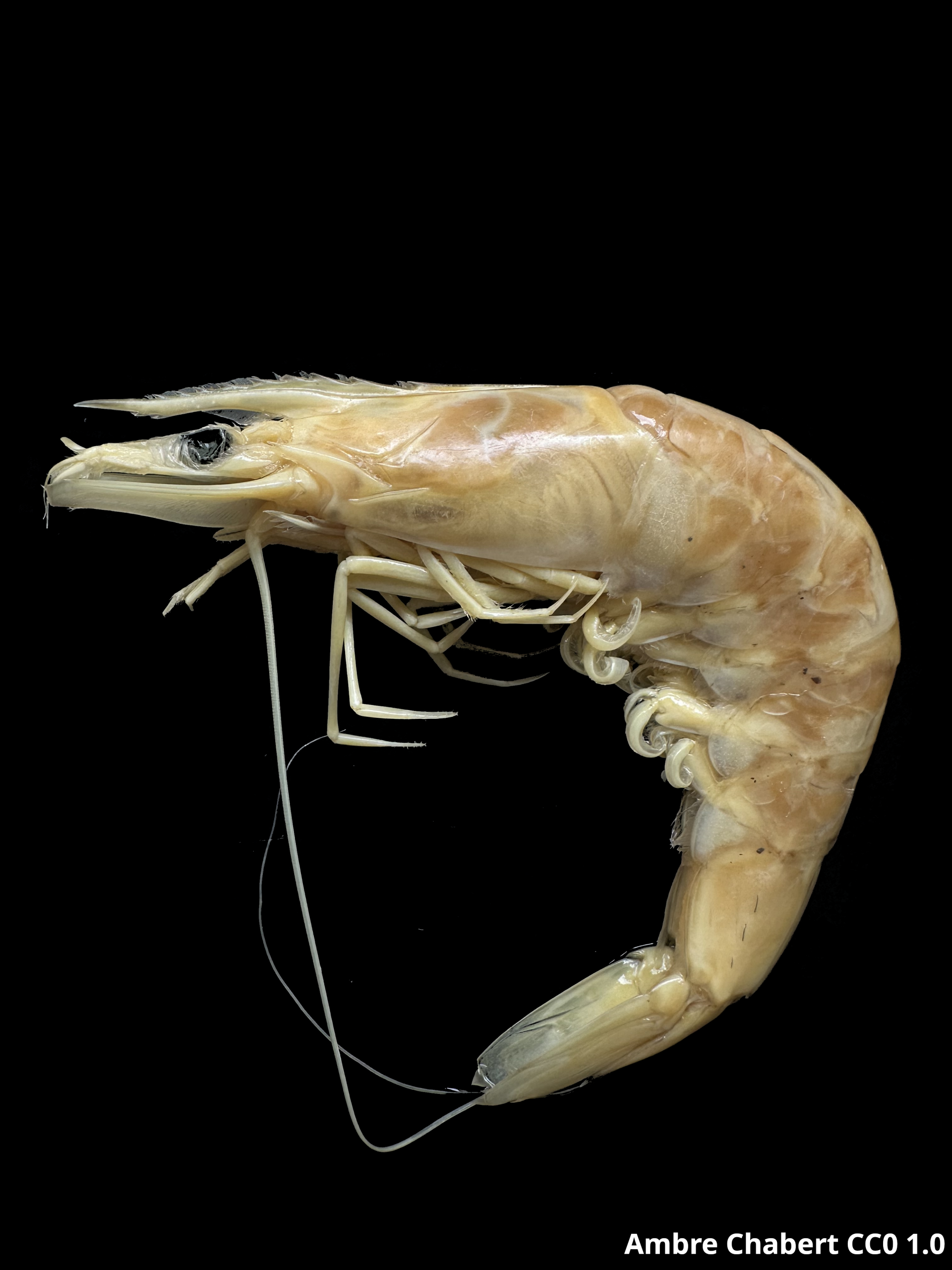 Farfantepenaeus_aztecus-Ambre_Chabert3