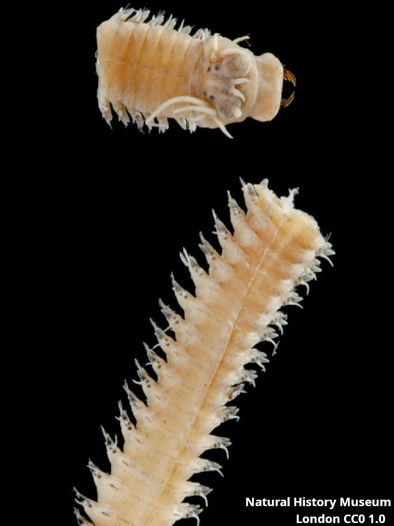 Neanthe kerguelensis 3