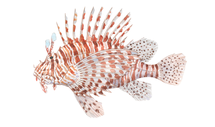 Pterois miles