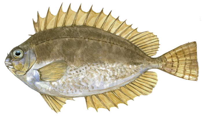 Siganus_luridus
