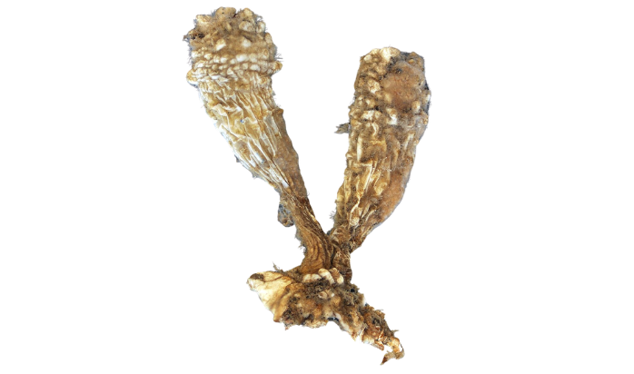 Styela clava