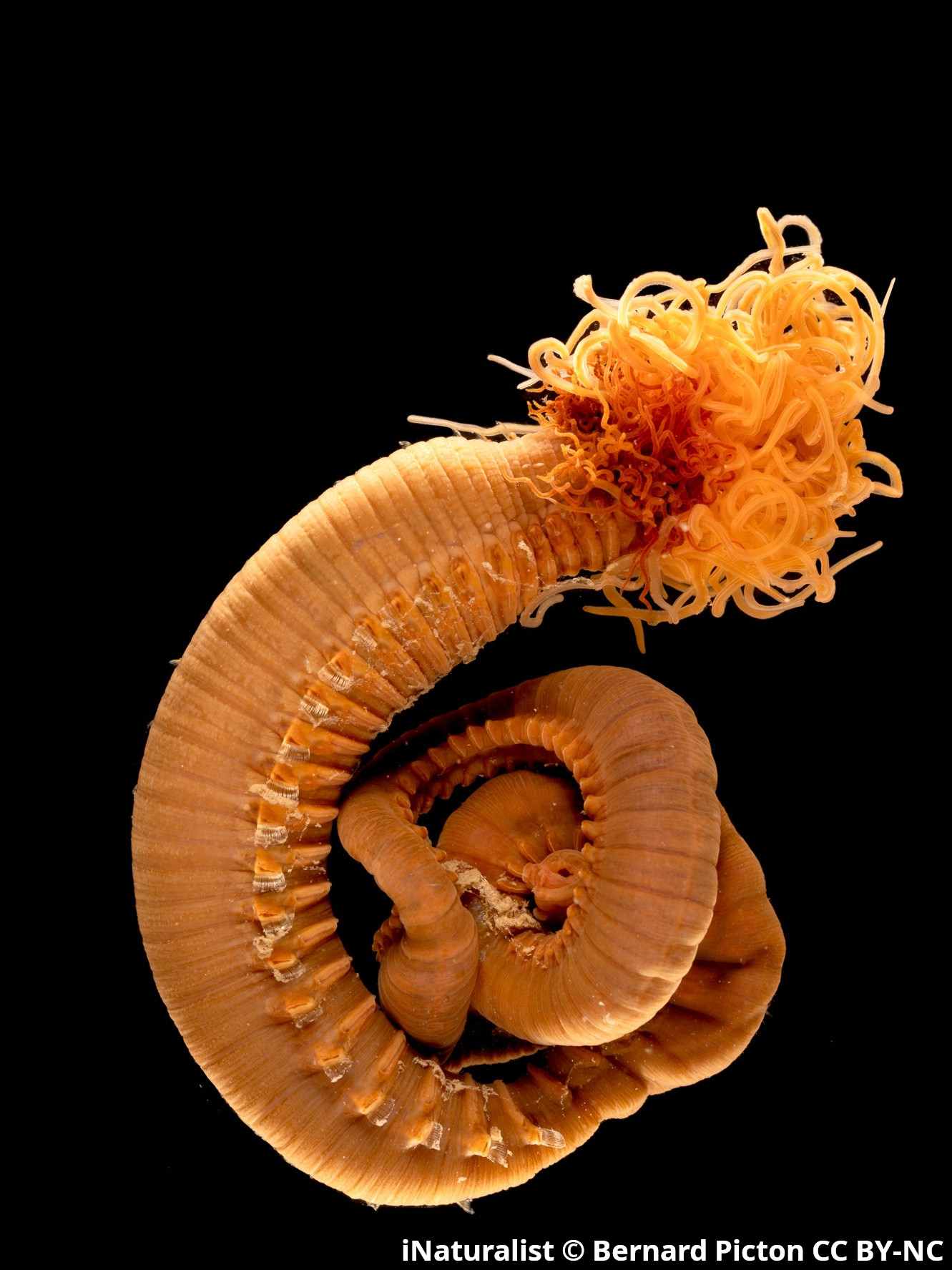 Amphitritides gracilis3