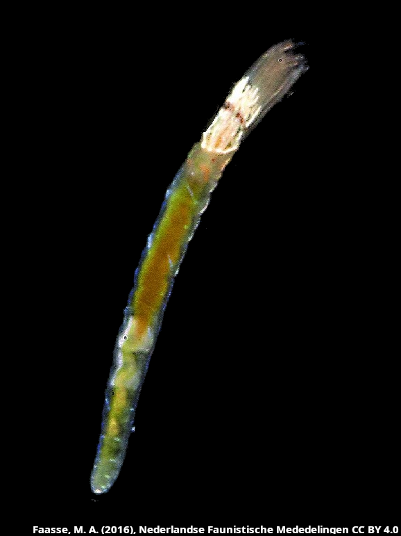Desdemona-ornata5