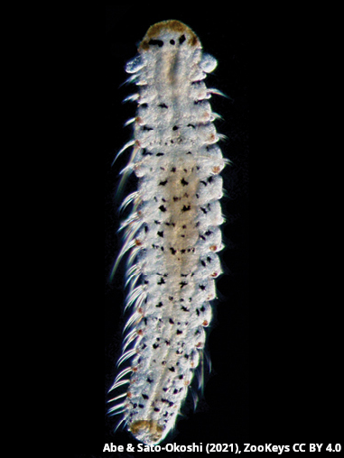 Dipolydora socialis