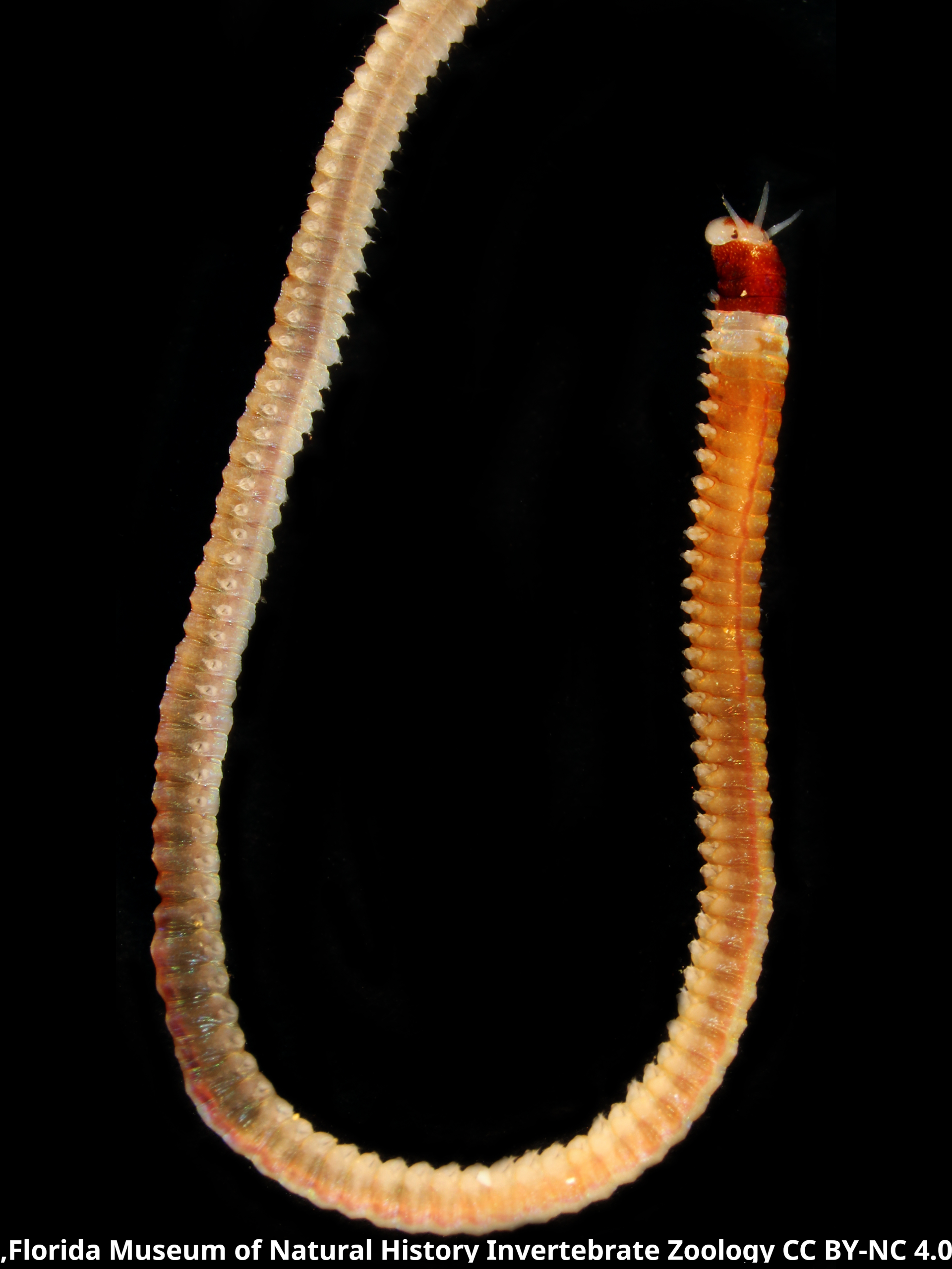 Lysidice collaris3