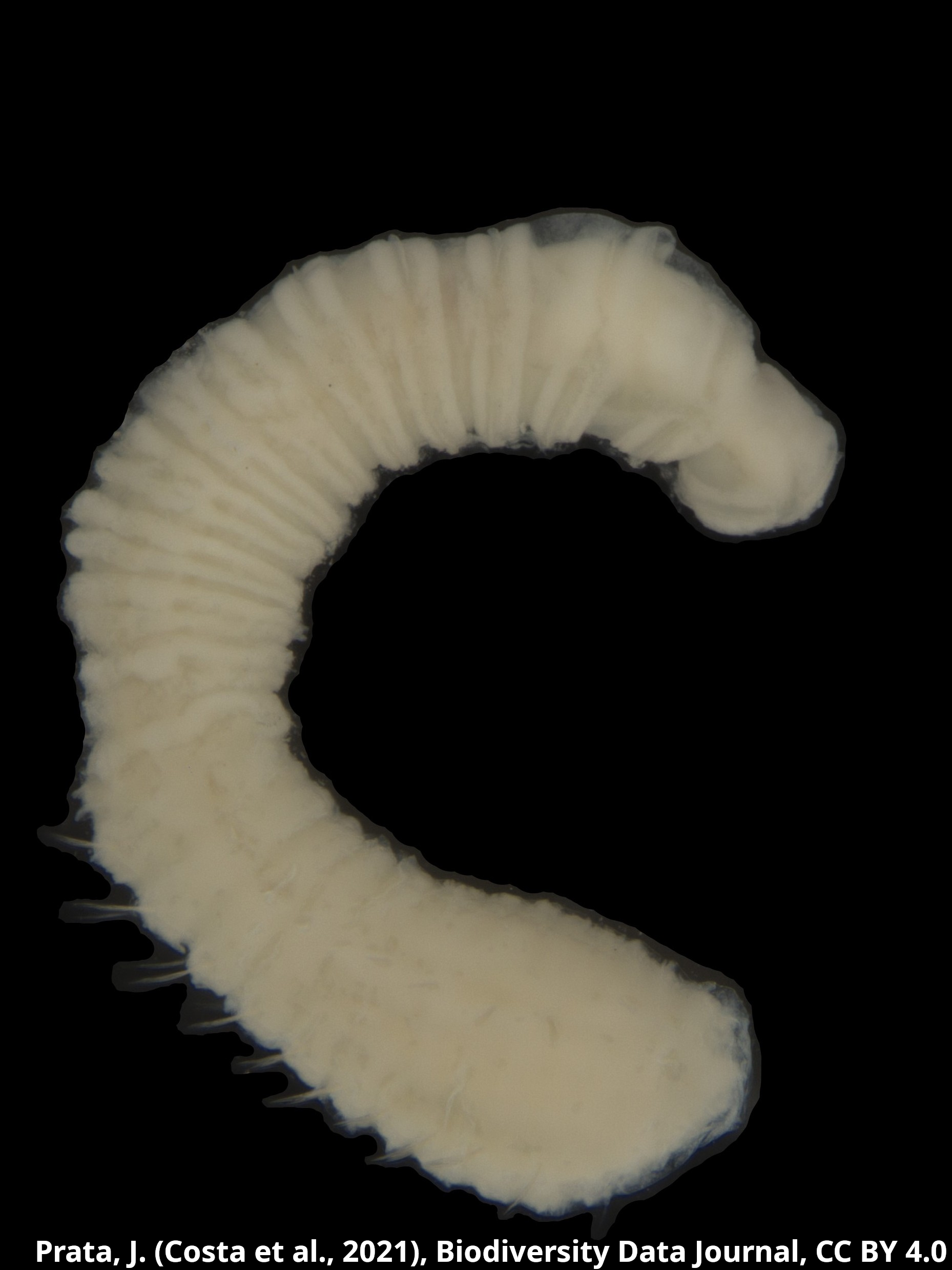 Neopseudocapitella_brasiliensis4