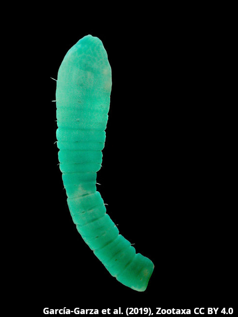 Notomastus aberans2