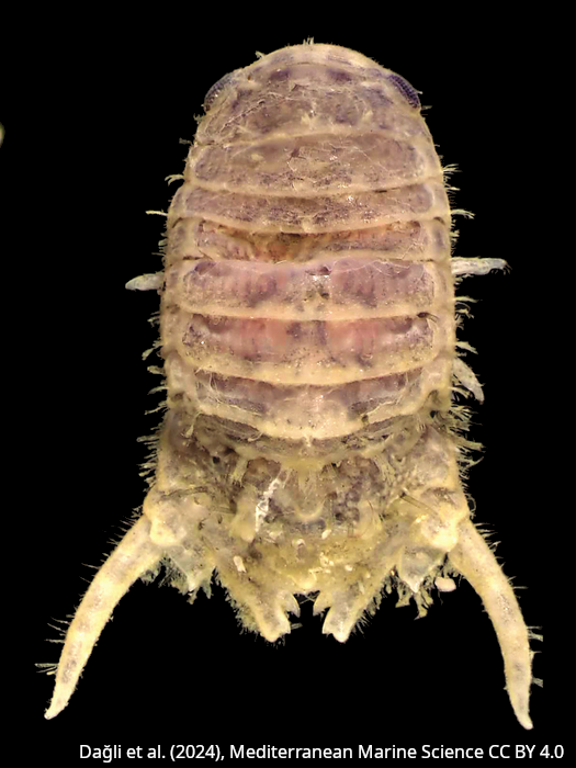 Paracerceis sculpta2