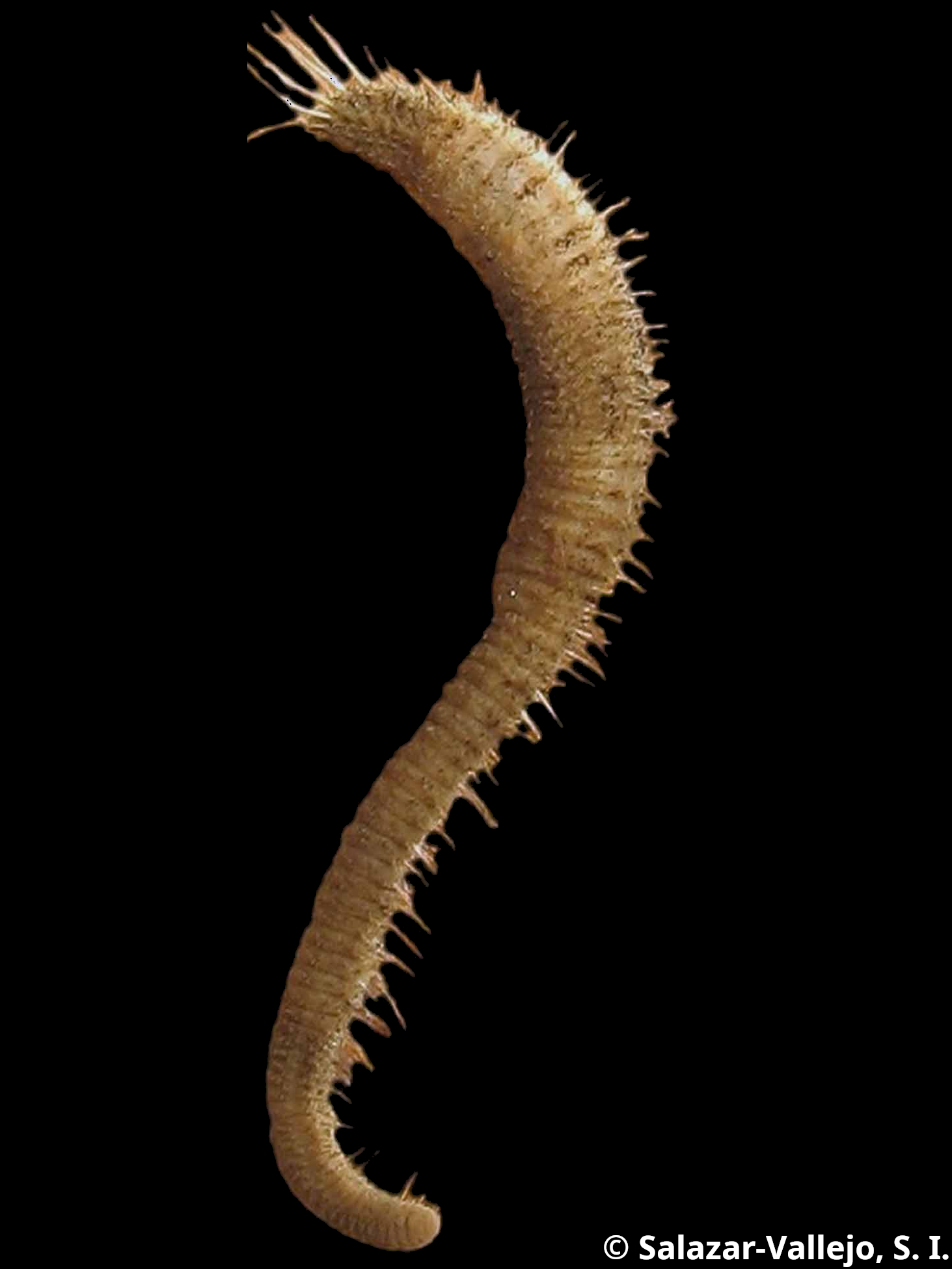 Piromis eruca4