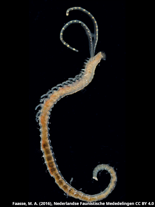 Pseudopolydora paucibranchiata3